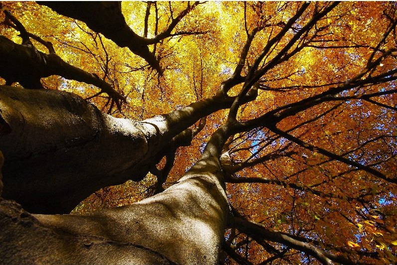 Chioma di un albero in autunno vista dal basso